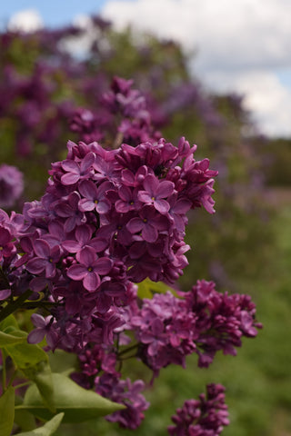 May 16th - ‘When Lilacs Last in the Dooryard Bloom’d and the Blue Iris Sang' Floral Workshop