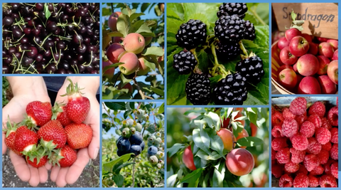 Healthful Harvest Fruit Club